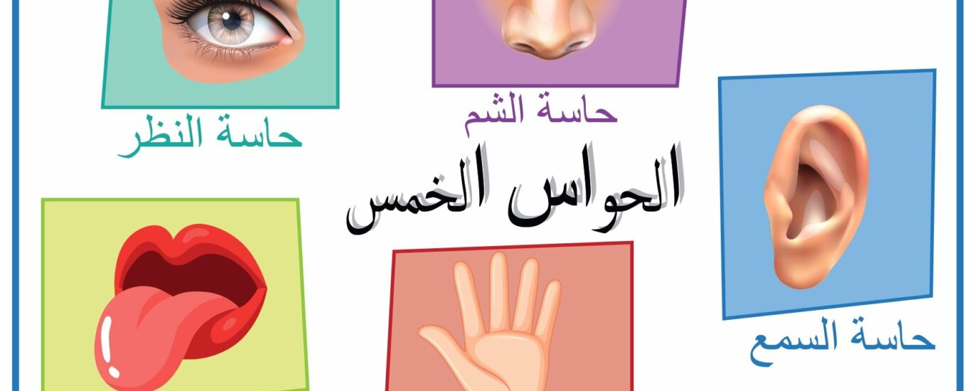 الحواس سنة أولى ثلاثي أول