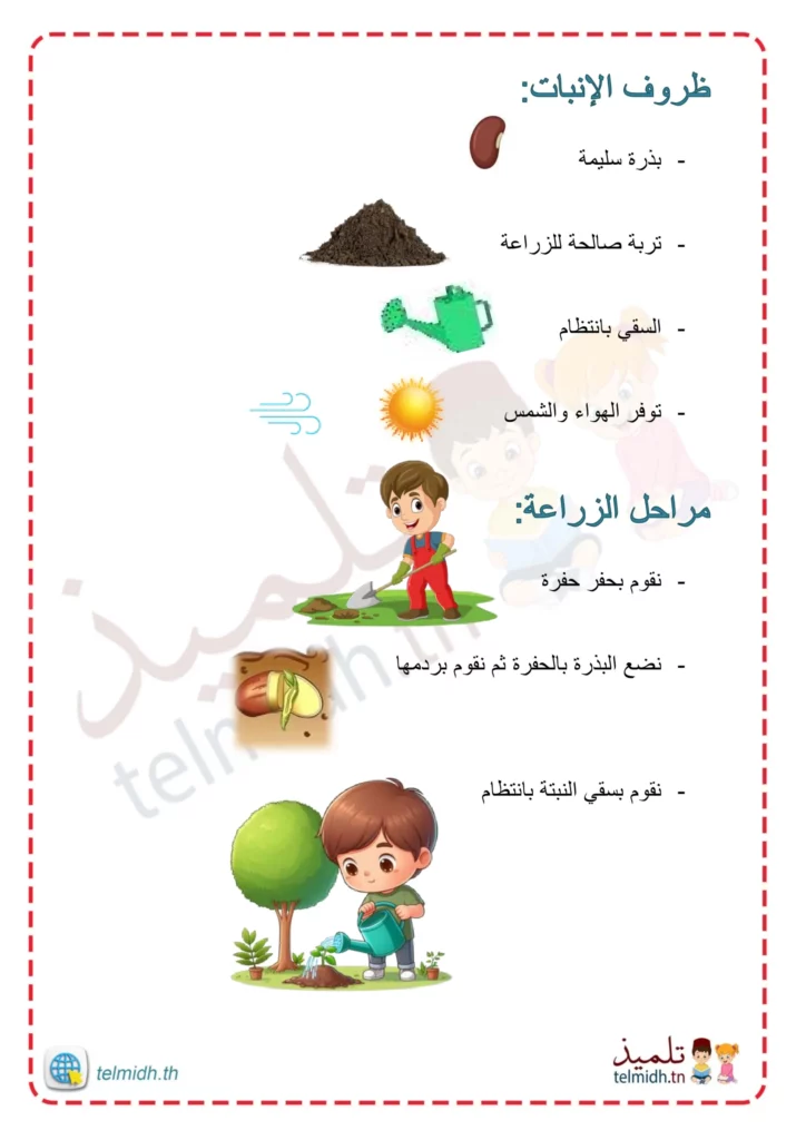 مراحل نمو النبتة - تلميذ
