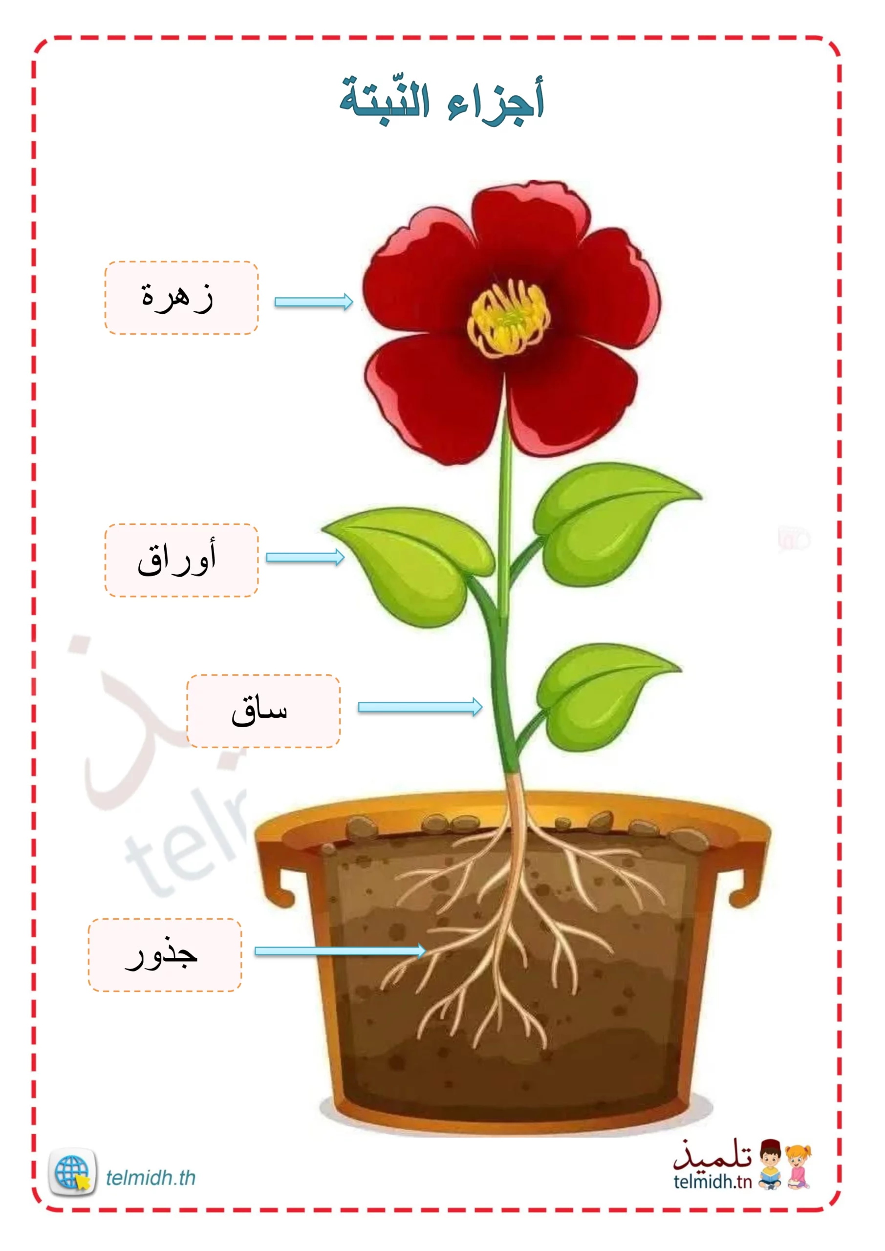 مراحل نمو النبتة - تلميذ